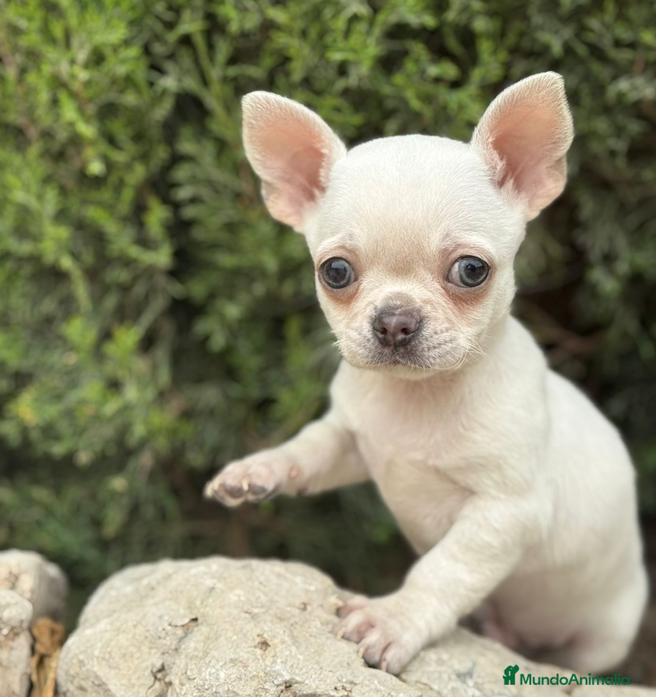 Chihuahua perros CHIHUAHUA BLANCO PELO CORTO - Anuncio 1