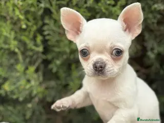 Chihuahua perros CHIHUAHUA BLANCO PELO CORTO - Anuncio 1