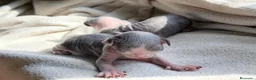 Sphynx gatos en venta: Camada de sphynx multicolor  - Anuncio 10