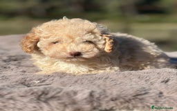 Maltipoo perros en venta: Maltipoo f2  - Imagen 7