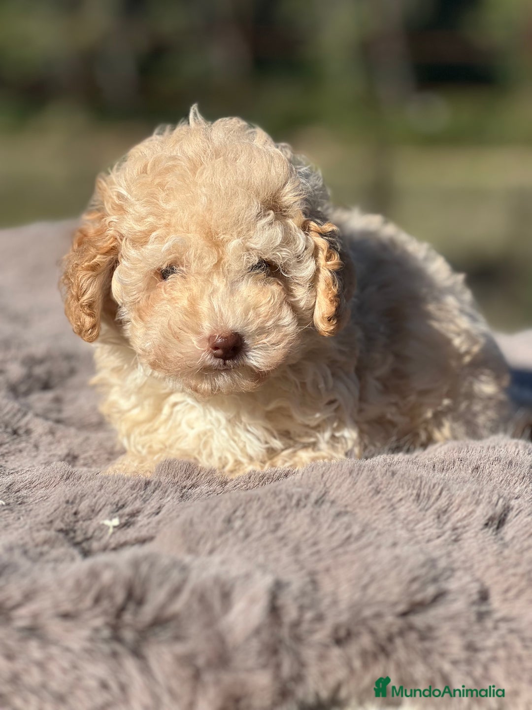 Maltipoo perros en venta: Maltipoo f2  - Imagen 7