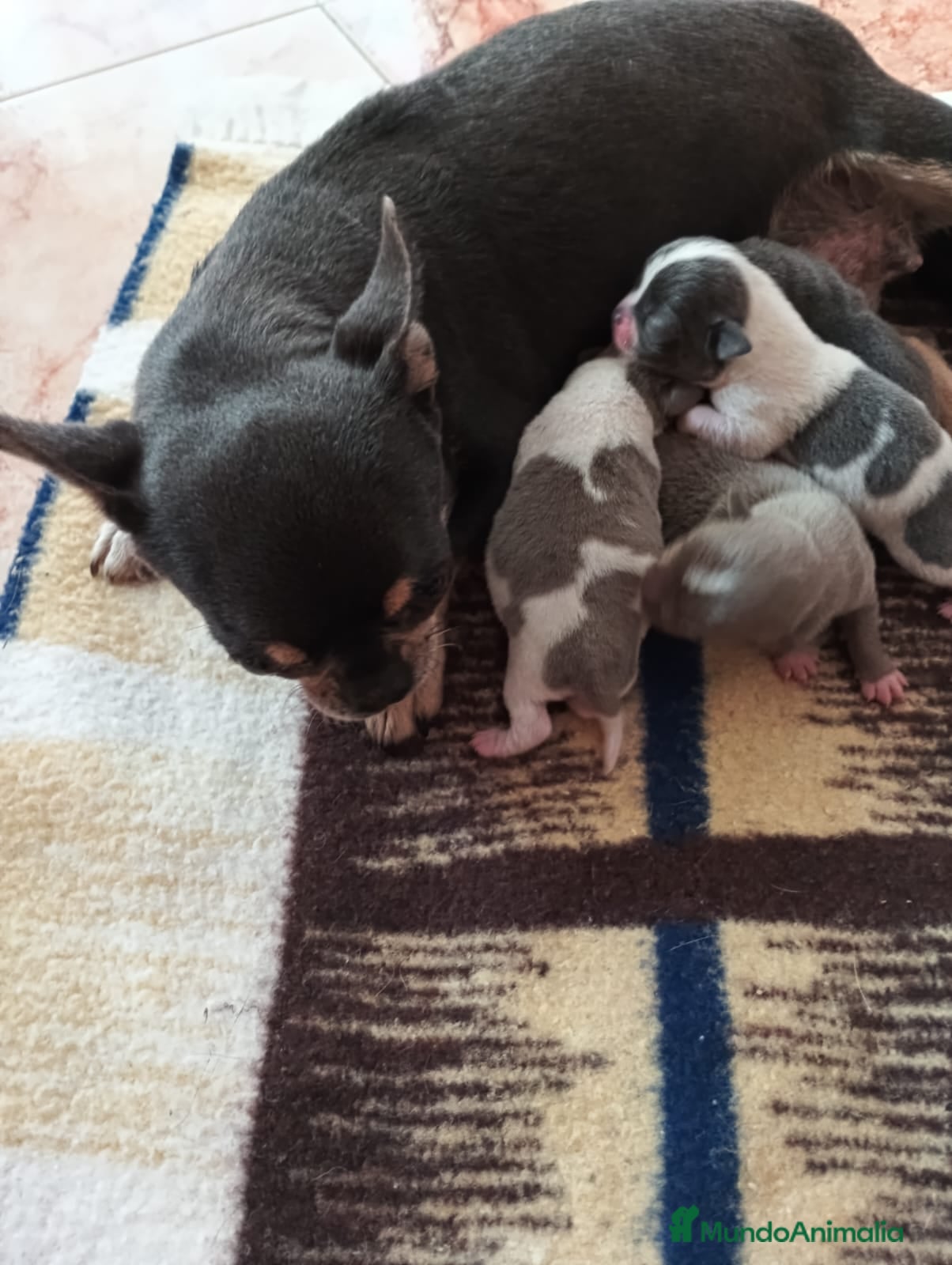 Chihuahua perros Macho de chihuahua blue  - Anuncio 1