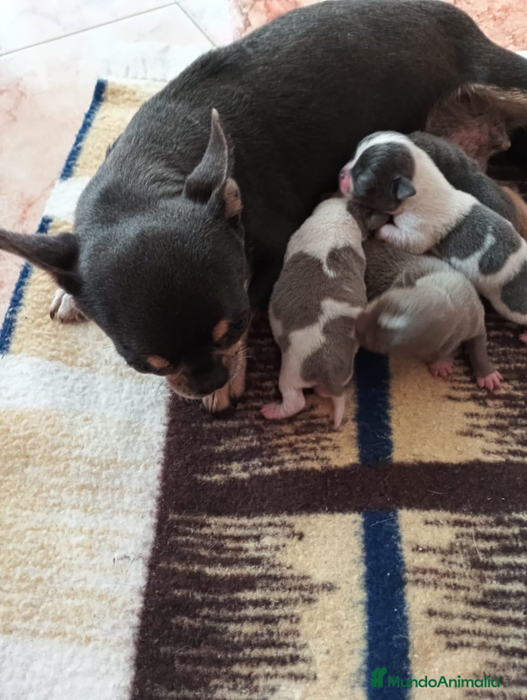 Chihuahua perros en venta: Macho de chihuahua blue  - Anuncio 2