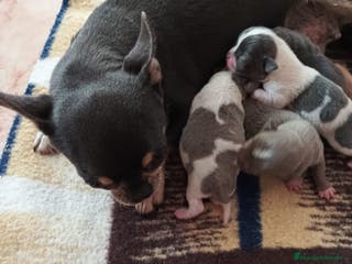 Chihuahua perros Macho de chihuahua blue - Anuncio 1