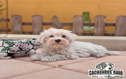 Bichón Maltés perros en venta: Bichón maltés  - Imagen 1