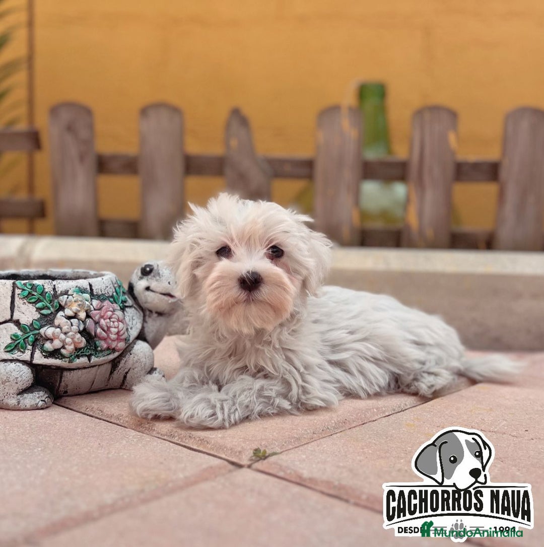 Bichón Maltés perros en venta: Bichón maltés  - Imagen 1