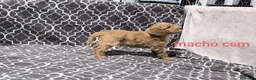 Caniche Gigante perros en venta: Caniches gigantes  - Anuncio 10