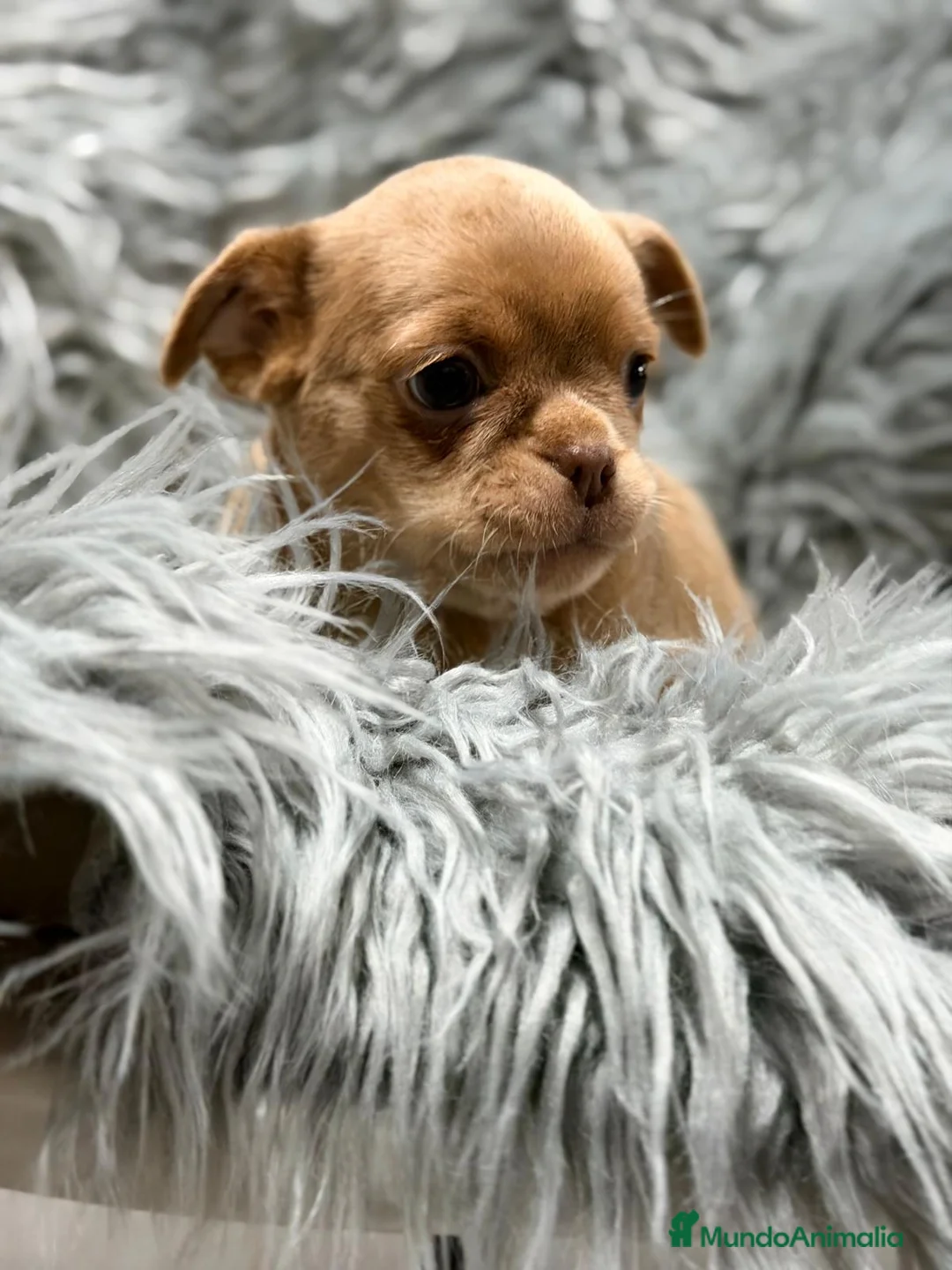 Chihuahua perros en venta: CHIHUAHUA MACHO - Anuncio 2
