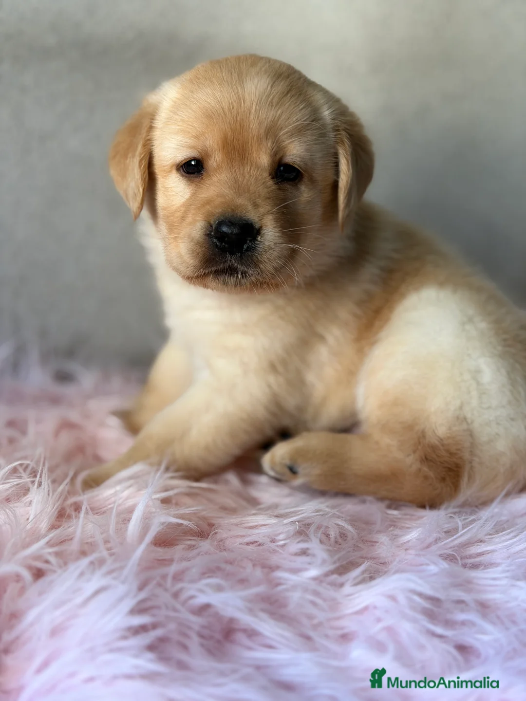 Labrador Retriever perros en venta: Labradora dorada  - Anuncio 2