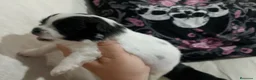 Pomchi perros en venta: Camada de pomchi con pomerania  - Anuncio 2