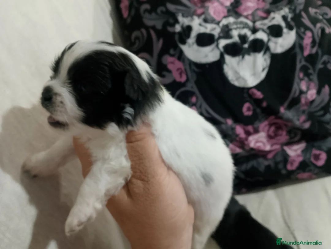 Pomchi perros en venta: Camada de pomchi con pomerania  - Anuncio 2