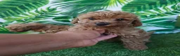 Caniche Toy perros en venta: Espectacular caniche toy en Barcelona - Anuncio 5