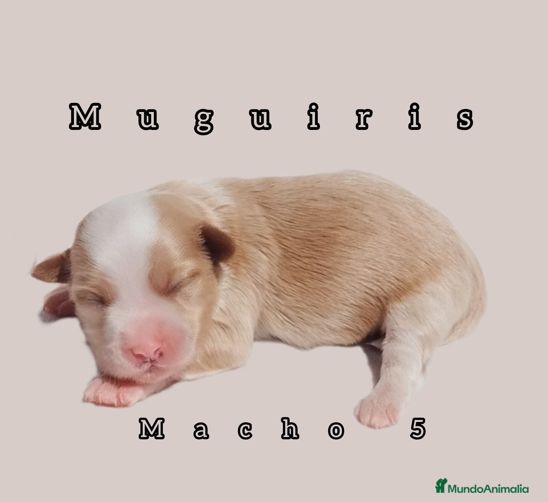 Bichón Habanero perros Muguiris Macho 5 - Anuncio 22