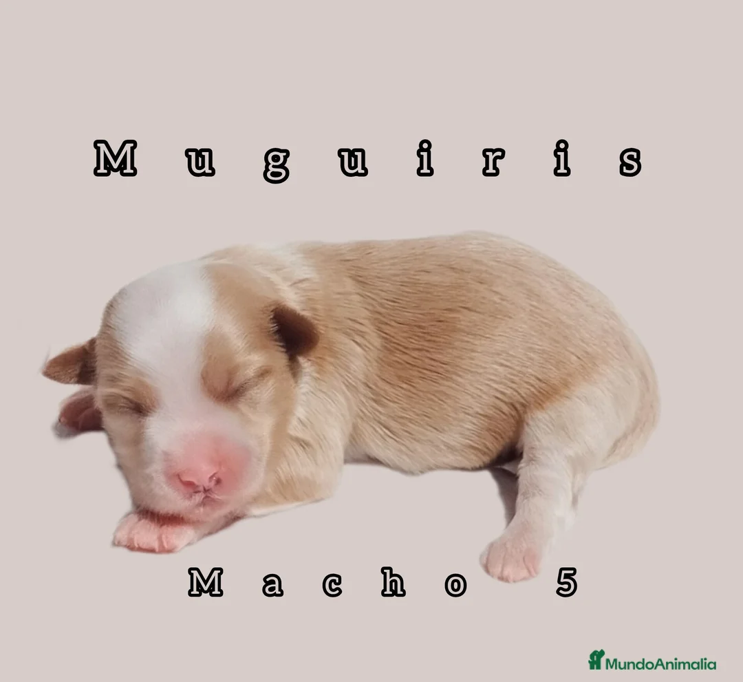 Bichón Habanero perros en venta: Muguiris Macho 5 - Anuncio 1
