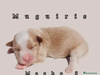 Bichón Habanero perros Muguiris Macho 5 - Anuncio 22