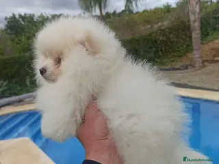 Pomerania perros Pomerania lulu Toy macho blanco - Anuncio 39