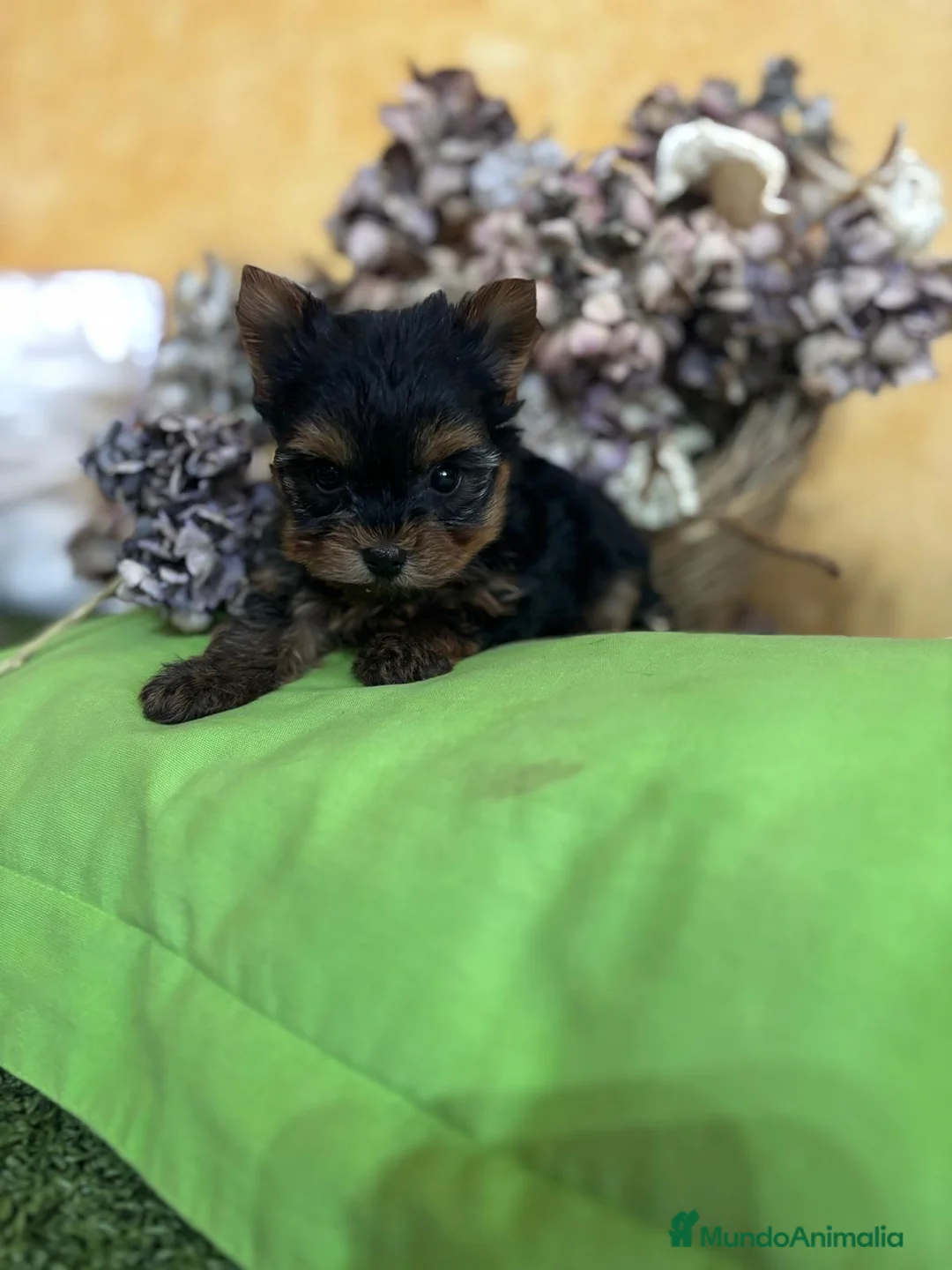 Yorkshire Terrier perros en venta: Yorkshire toy macho y hembra  - Anuncio 8