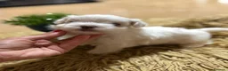 Bichón Maltés perros en venta: Bichon maltés maxima calidax - Anuncio 5