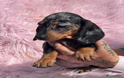 Teckel Miniatura perros en venta: TECKEL arlequín  - Imagen 2