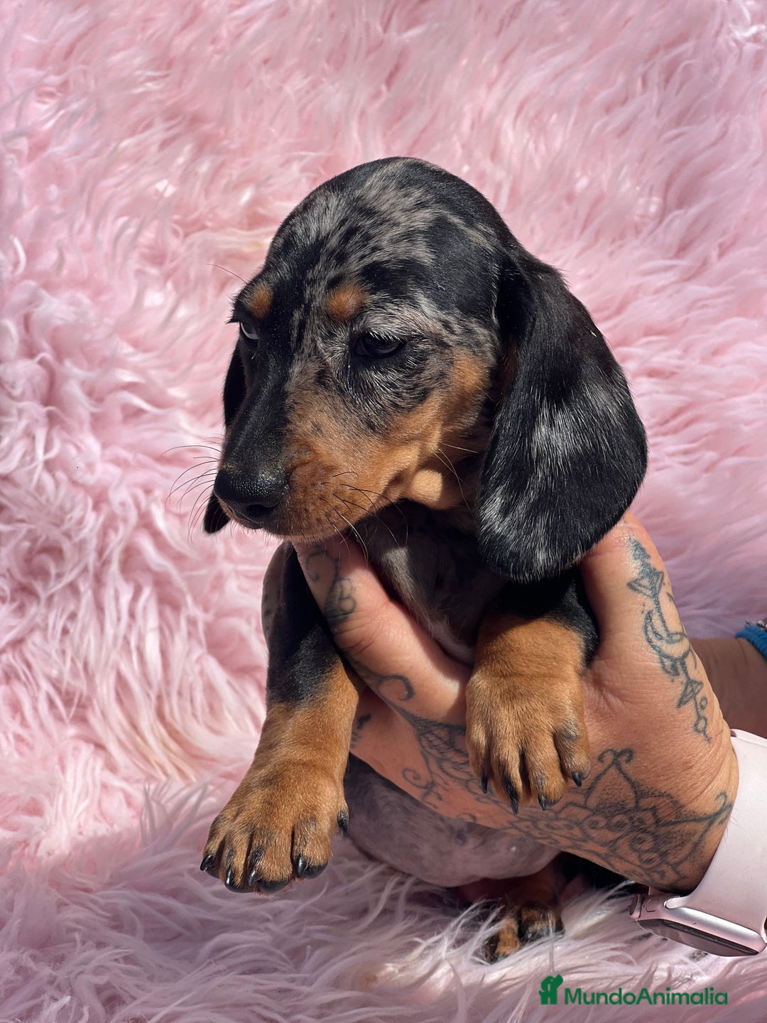 Teckel Miniatura perros en venta: TECKEL arlequín  - Imagen 2