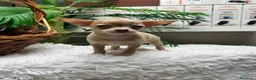 Chihuahua perros en venta: CHIHUAHUA - Anuncio 4