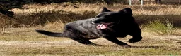 Pastor Alemán perros en venta: pastor alemán belleza negro sólido  - Anuncio 2
