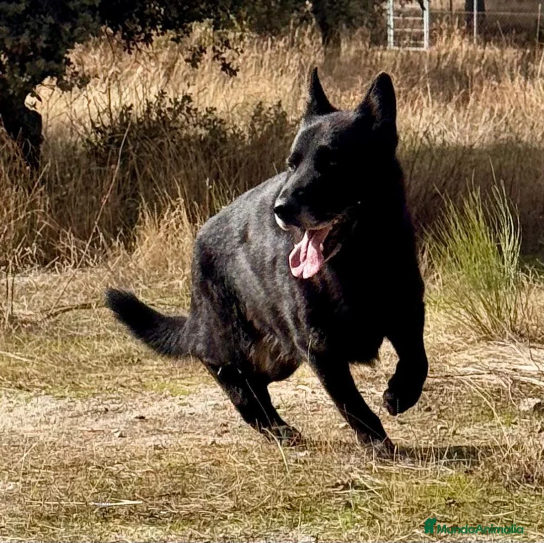 Pastor Alemán perros en venta: pastor alemán belleza negro sólido  - Anuncio 2