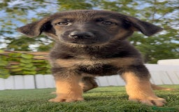 Pastor Alemán perros en venta: PASTOR ALEMAN HEMBRA - Imagen 20