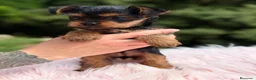 Yorkshire Terrier perros en venta: Yorkshire Toy hembra  - Anuncio 9