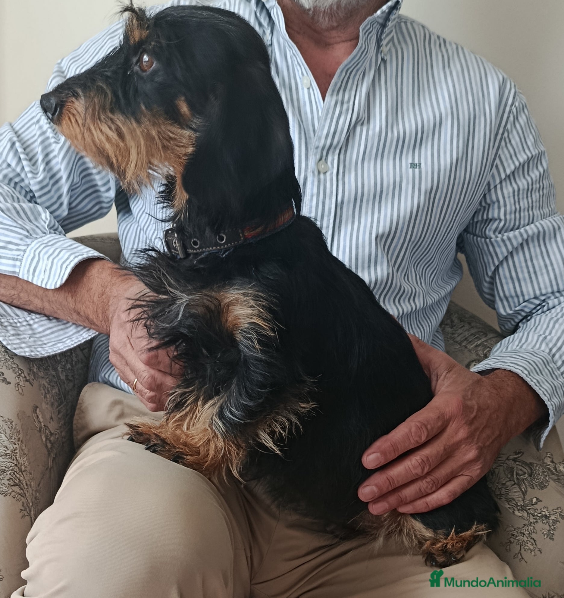 Teckel perros Teckel kaninchen pelo duro - Anuncio 2