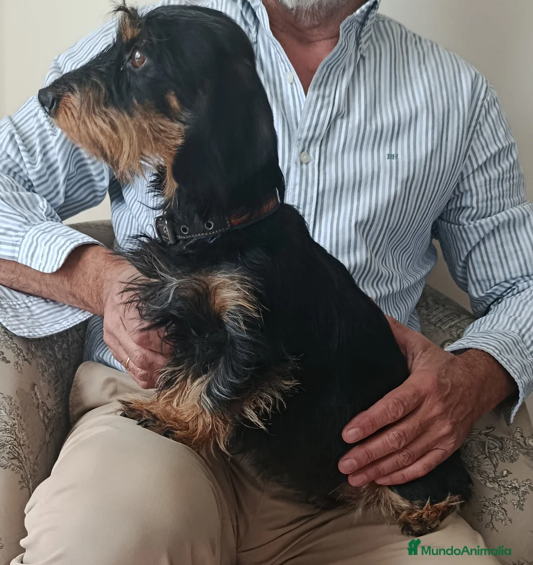 Teckel perros en venta: Teckel kaninchen pelo duro en Zaragoza - Anuncio 2