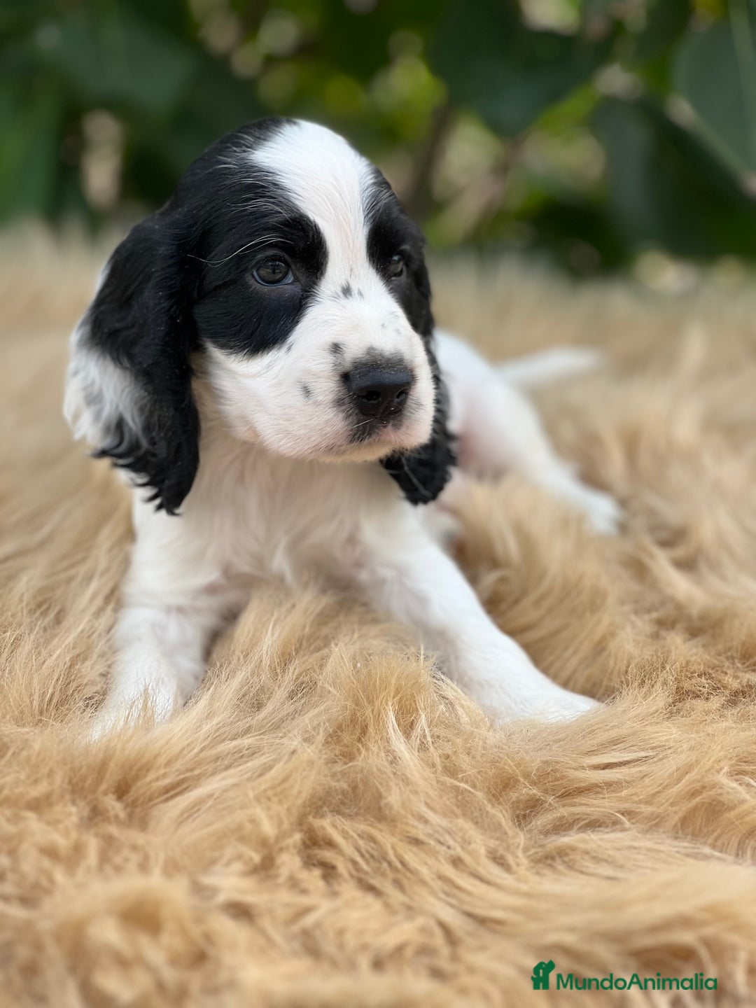 Cocker Spaniel Inglés perros en venta: Cocker ruano  - Imagen 4