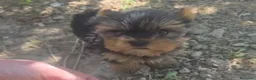 Yorkshire Terrier perros en venta: Yorkshire Terrier - Anuncio 1