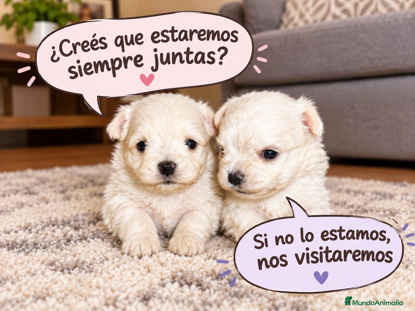 Bichón Maltés perros BICHÓN MALTES HEMBRITAS  - Anuncio 1
