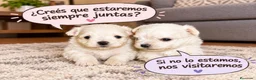 Bichón Maltés perros en venta: BICHÓN MALTES HEMBRITAS  - Anuncio 2