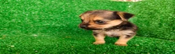Yorkshire Terrier perros en venta: yorkshire terrier - Anuncio 8