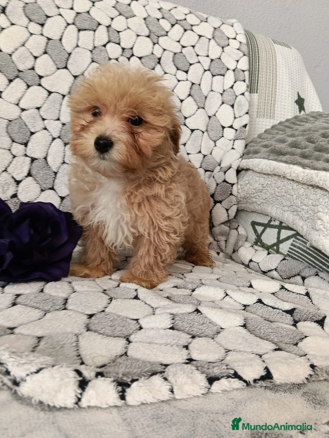Maltipom perros en venta: Maltipoo toy  - Anuncio 3