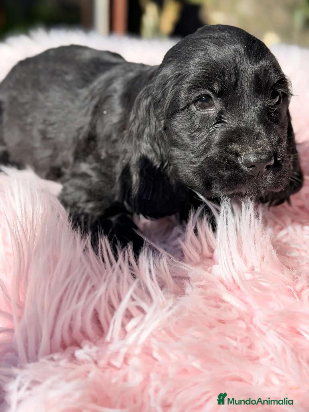Cocker Spaniel Inglés perros en venta: Cocker inglés hembra negra  - Anuncio 6