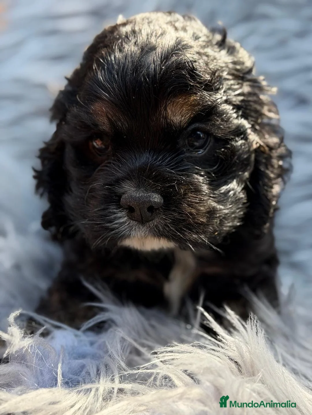 Cocker Spaniel Americano perros en venta: Cocker americano💙🐾 - Anuncio 1