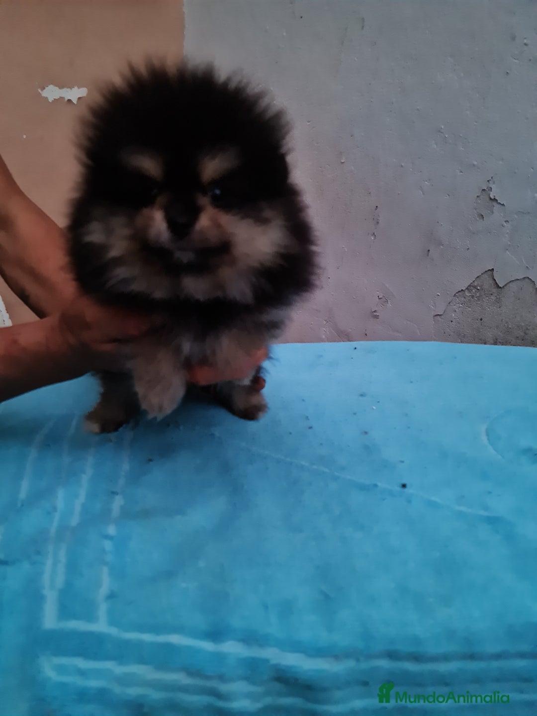 Pomerania perros en venta: Pomerania toy - Imagen 7