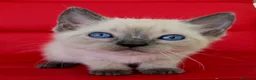 Siamés gatos en venta: Gatitos siamés  - Anuncio 2