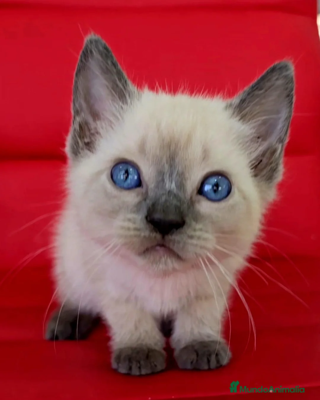 Siamés gatos en venta: Gatitos siamés  - Anuncio 2