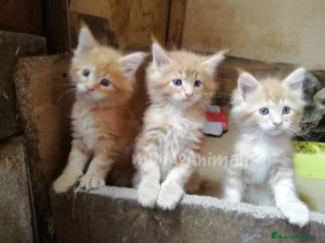 Imagen de galería {{count}}