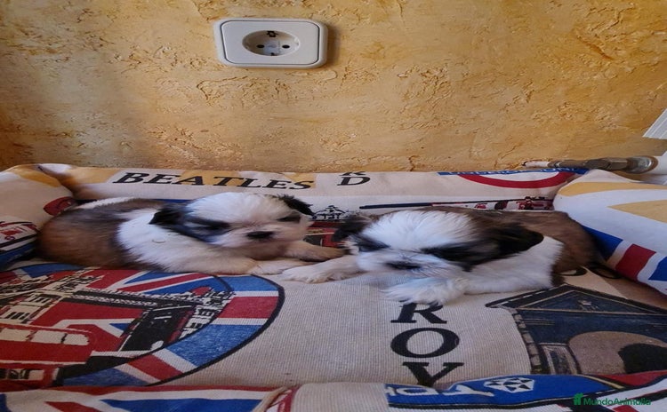 Shih Tzu perros - Propaganda 1