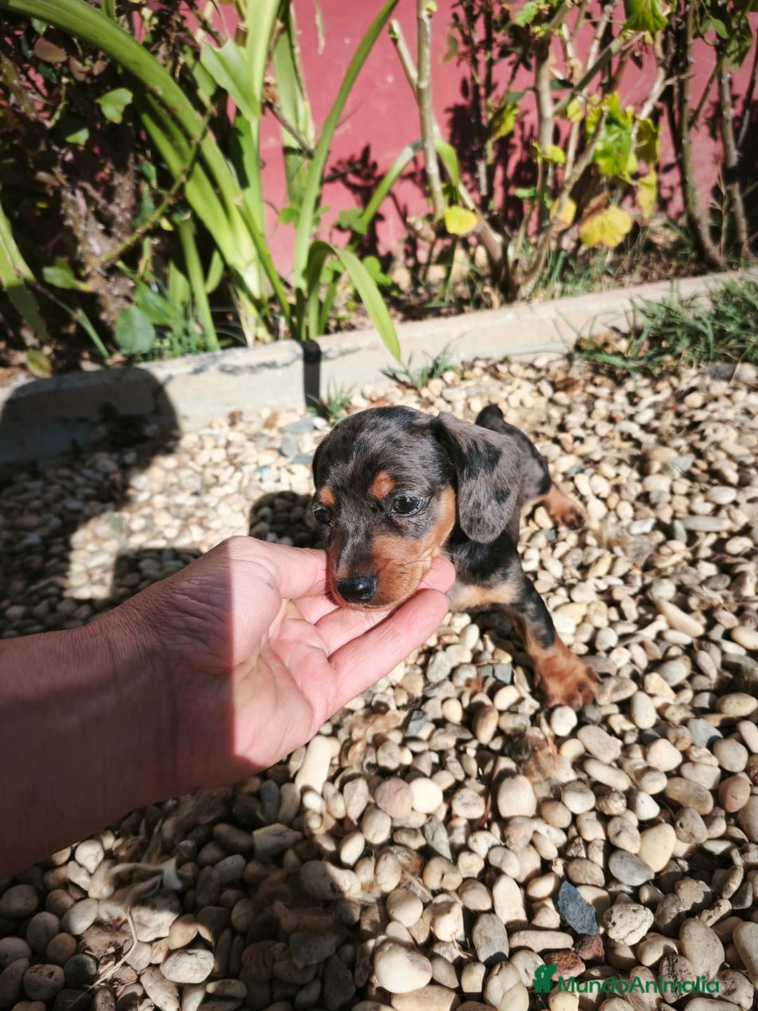 Teckel Miniatura perros en venta: Disponibles cachorros de Teckels - Imagen 5