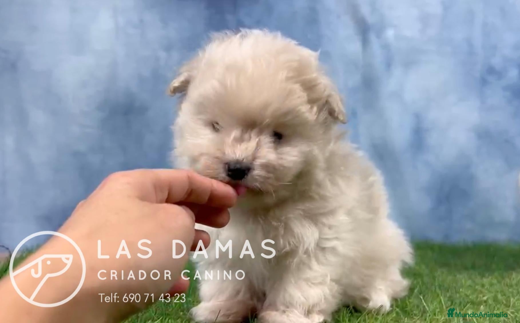 Pomapoo perros Pomapoo - Anuncio 2