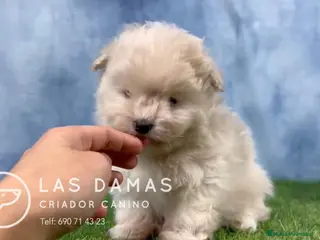 Pomapoo perros Pomapoo - Anuncio 2