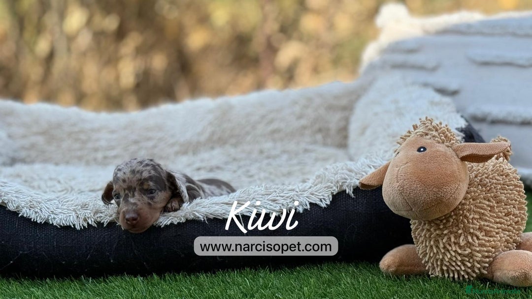 Teckel Miniatura perros en venta: TECKEL ARLEQUIN CHOCOLATE  - Imagen 3