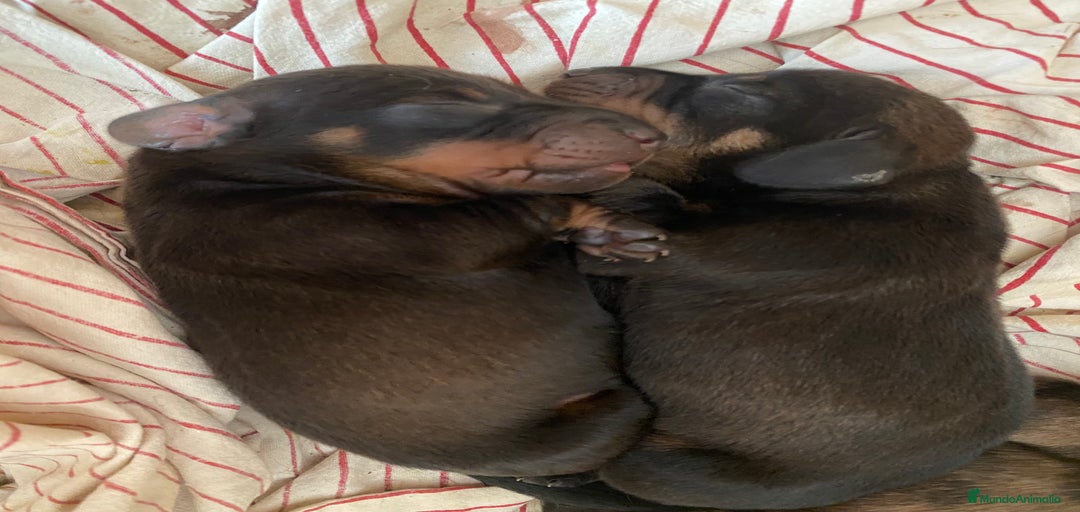 Imagen de galería {{count}}