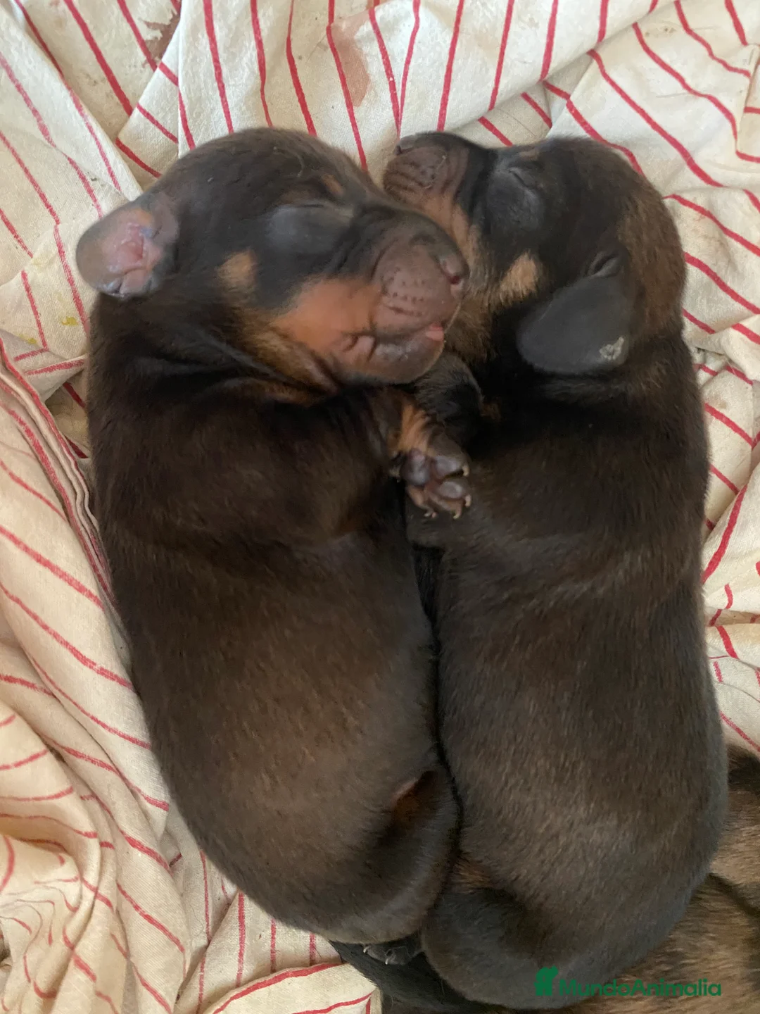 Imagen de galería {{count}}